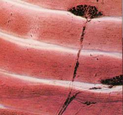 Dark Orange : Dark Orange Dark Orange : Dark Orange